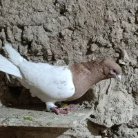 کله زرد|پرنده|زاغه, |دیوار
