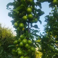 آلوچه رسیده و خوشمزه و شیرین