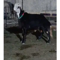 بره نر