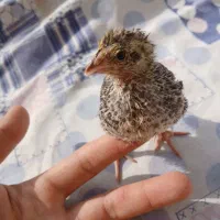چوجه بلدر چین ژاپنی