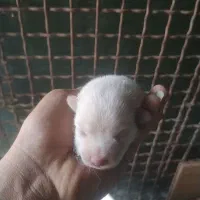 سگ پامر