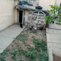 سه عدد خروس مینیاتوری چاوپنز