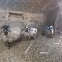 گوسفند رمانوف