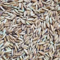 خریدار شلتوک