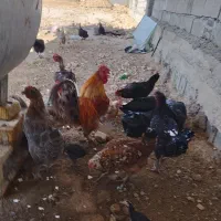 مرغ و خروس محلی