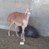2عدد میش چینی اصل جوان شیشگ ابستن