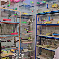 کوتوله مرغ عشق قناری فنچ سهره عروس هلندی
