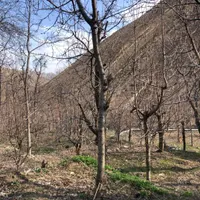 زمین در روستای تالون حومه امام زاده داود|فروش زمین و ملک کلنگی|تهران, کن|دیوار