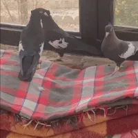 کفتر