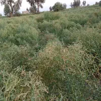 خار کیلویی