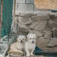 باسلام دو سگ باهوش وواکسن زده برای فروش نروماده