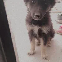 واگذاری رایگان توله ژرمن