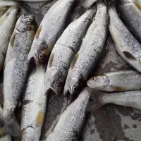 فروش تور ماهیگیری ۱۲ بغل