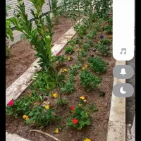 کارهای باغچه خدمات باغبانی انجام میدم