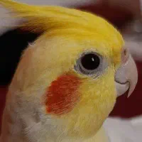 عروس هلندی