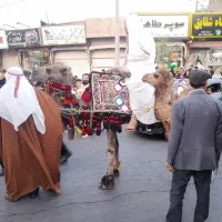 شتر دوکوهانه زایده مهاری سواری