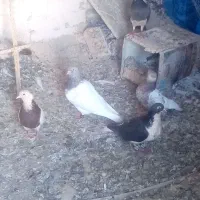 کفتر.بوم