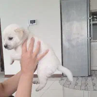 واگزاری با ارزانترین قیمت