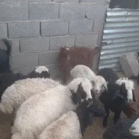 بره نر کهره محلی کوچک