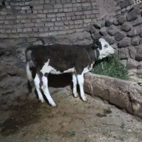 گاو سیمنتال بلژیکی با گوساله سیمنتال جنس