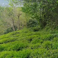 چای خشک بهاره ۱۴۰۵