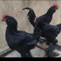 مرغ و خروس سیاه