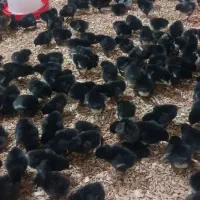 جوجه با بهترین جنس دان