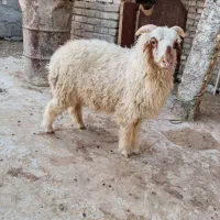 گلستان|حیوانات مزرعه|اهواز, شهرک الهیه|دیوار