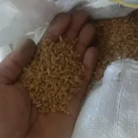 گندم بذزی|اشیا|اهواز, اهواز|دیوار