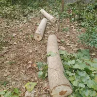 خرید انواع درختان باغی قطع وهرس