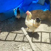 خروس محلی جوان و سالم  فروش تکی یا یکجا