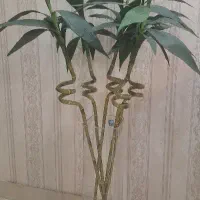 بامبو مصنوعی ریشه دار به همراه گلدان شیشه ای