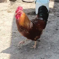 مرغ و خروس محلی لاهیجان