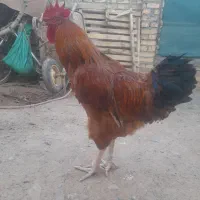 خروس محلی