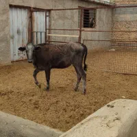 مناسب برای قربانی وبرای داشت