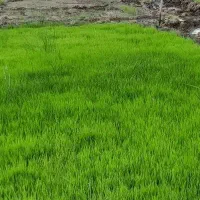 نشاء برنج کاظمی پربار آماده استفاده