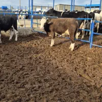 گوساله نر سمینتال