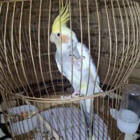 عروس هلندی سخنگو همراه قفس
