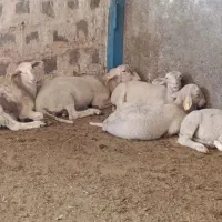 باسلام فروش بچه میش لاکن به فروش می‌رسد