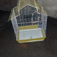 قفس  عروس