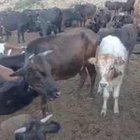 گاومحلی طارم روستای کسران