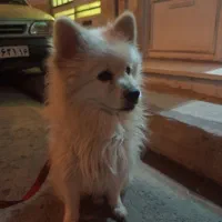 پامرین
