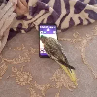 عروس هلندی گم شده