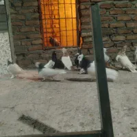 کبوتر