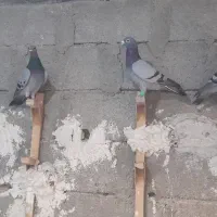 14پلاکی درجه یک