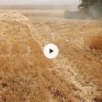 حدود 4تن کاه درجه یک نرم تمیز کیسه زده