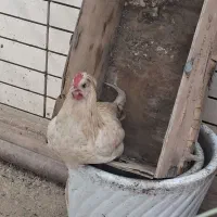 خروس سلطان