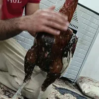 خروس لاری اصل