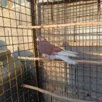 کفتر نر