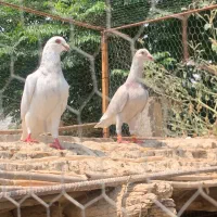 کفتر جفت آس